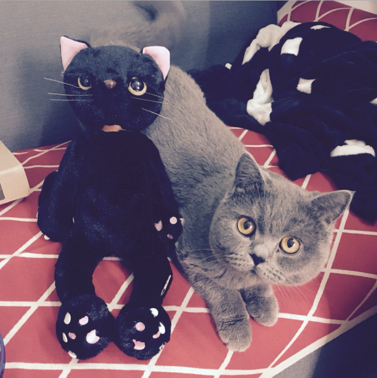 Cute Plush Cat Doll - Adorable Cat Figure