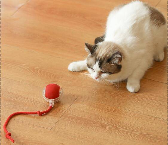 Pounce & Play Rechargeable  Ball